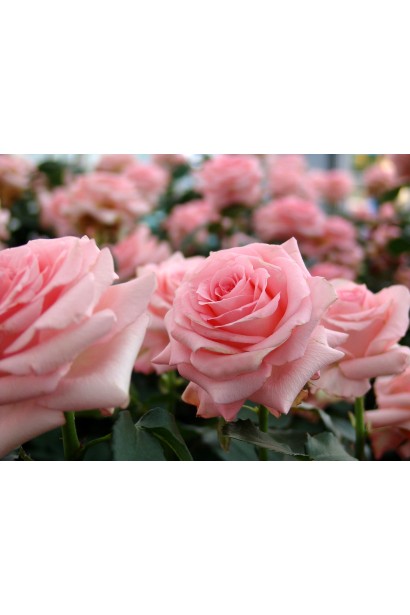 Троянда Нобіліс купити